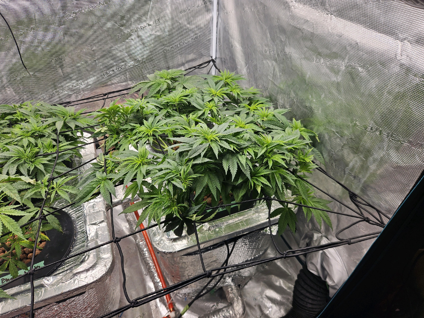Grow #1 — vegetative, day 53