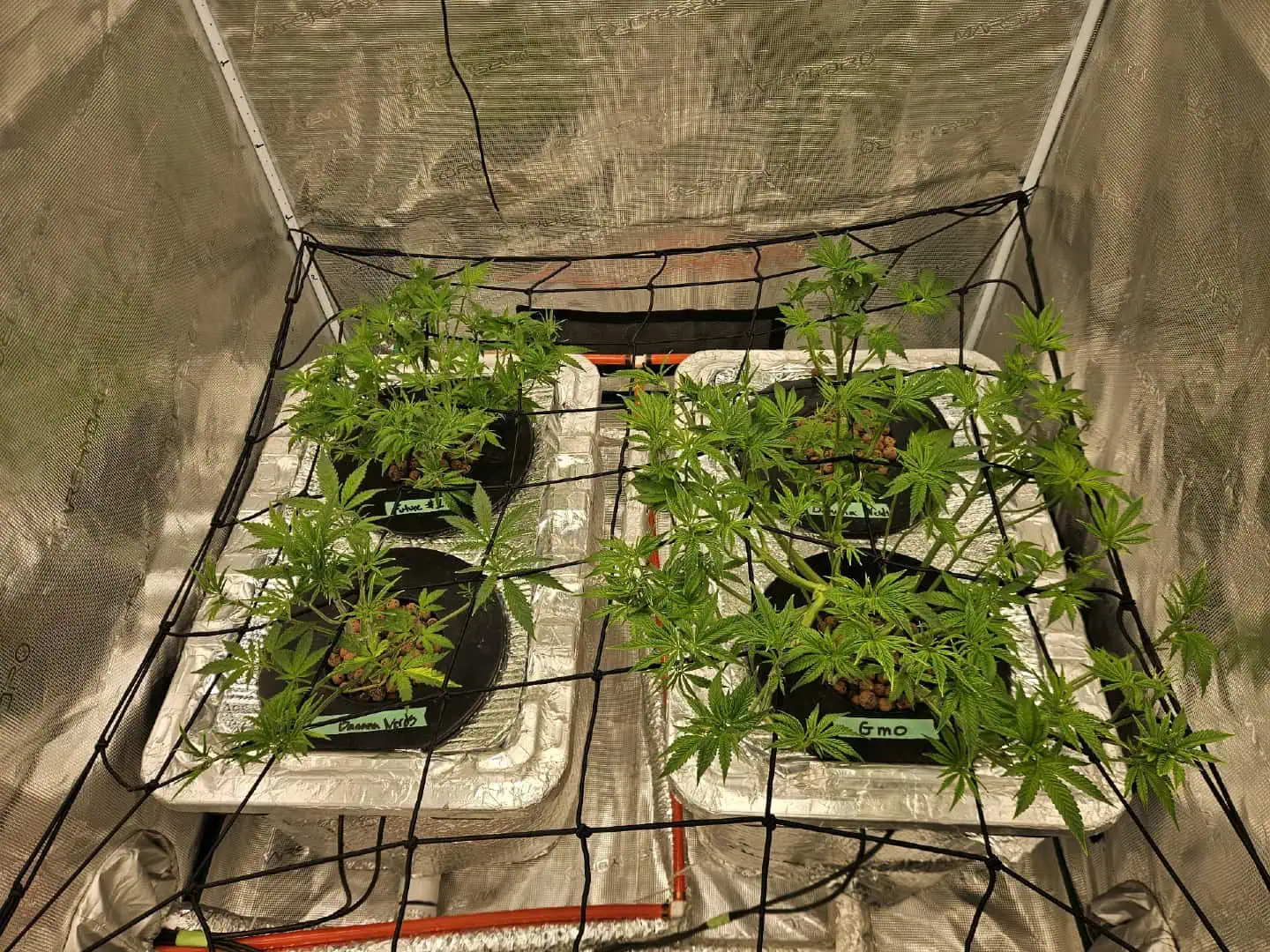 Grow #1 — flower, day 54