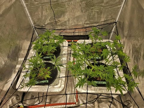 Grow #1 — flower, day 54