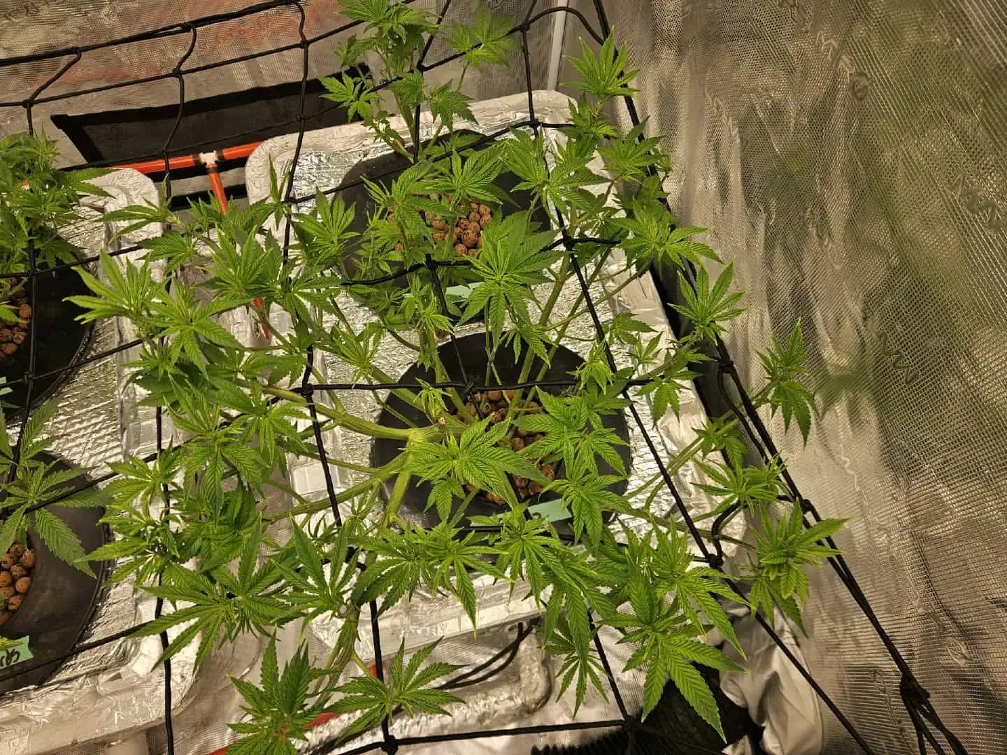 Grow #1 — flower, day 54