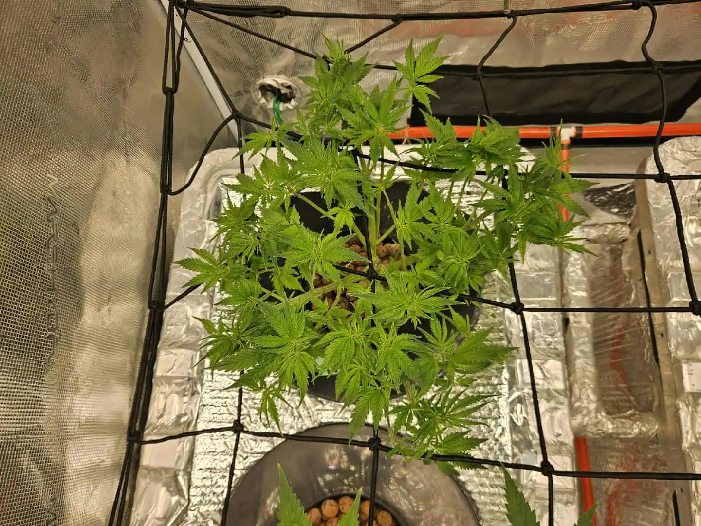 Grow #1 — flower, day 54