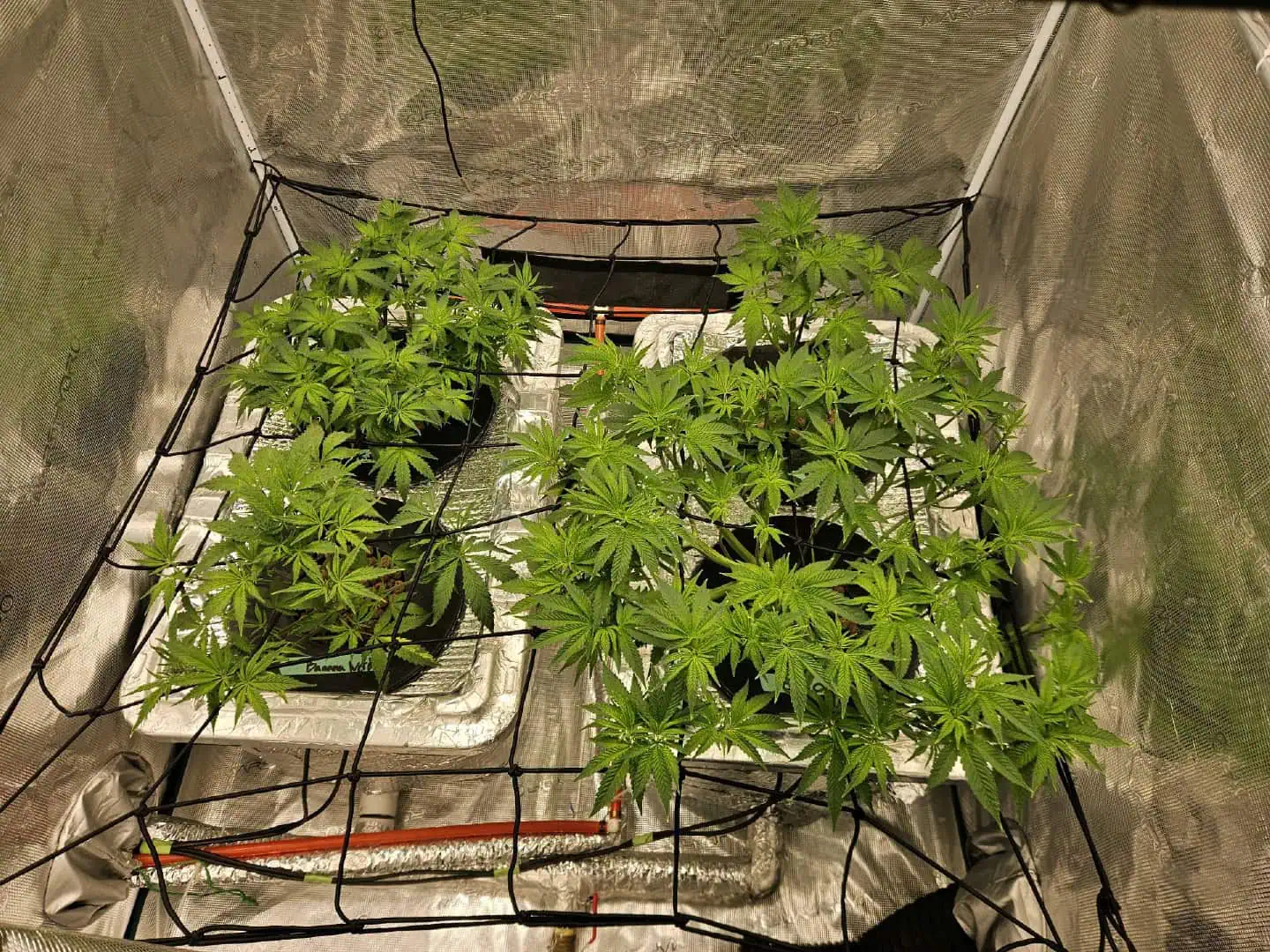 Grow #1 — flower, day 56