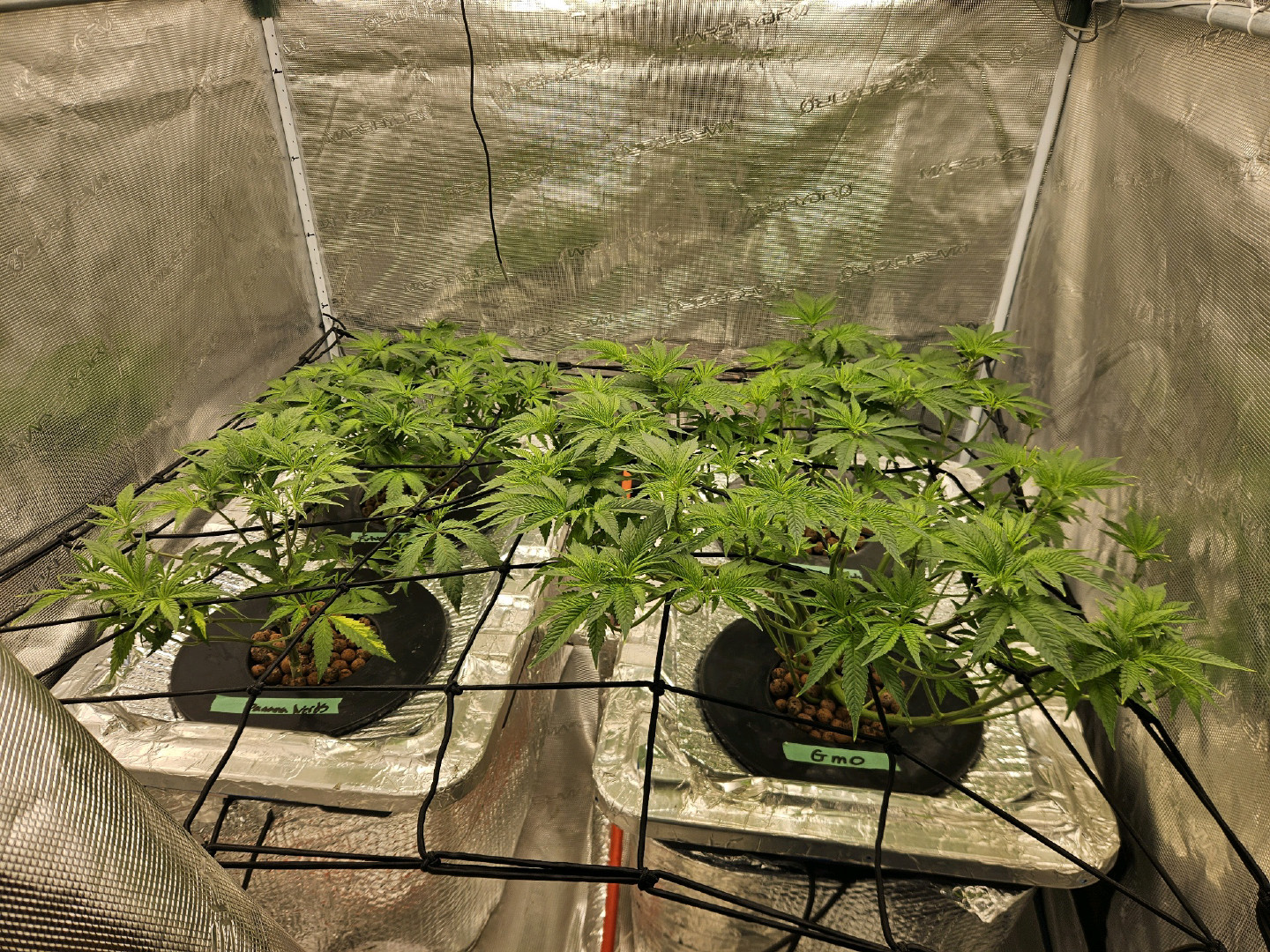 Grow #1 — flower, day 56