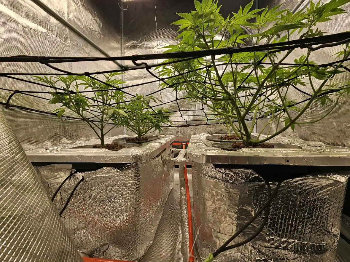 Grow #1 — flower, day 56