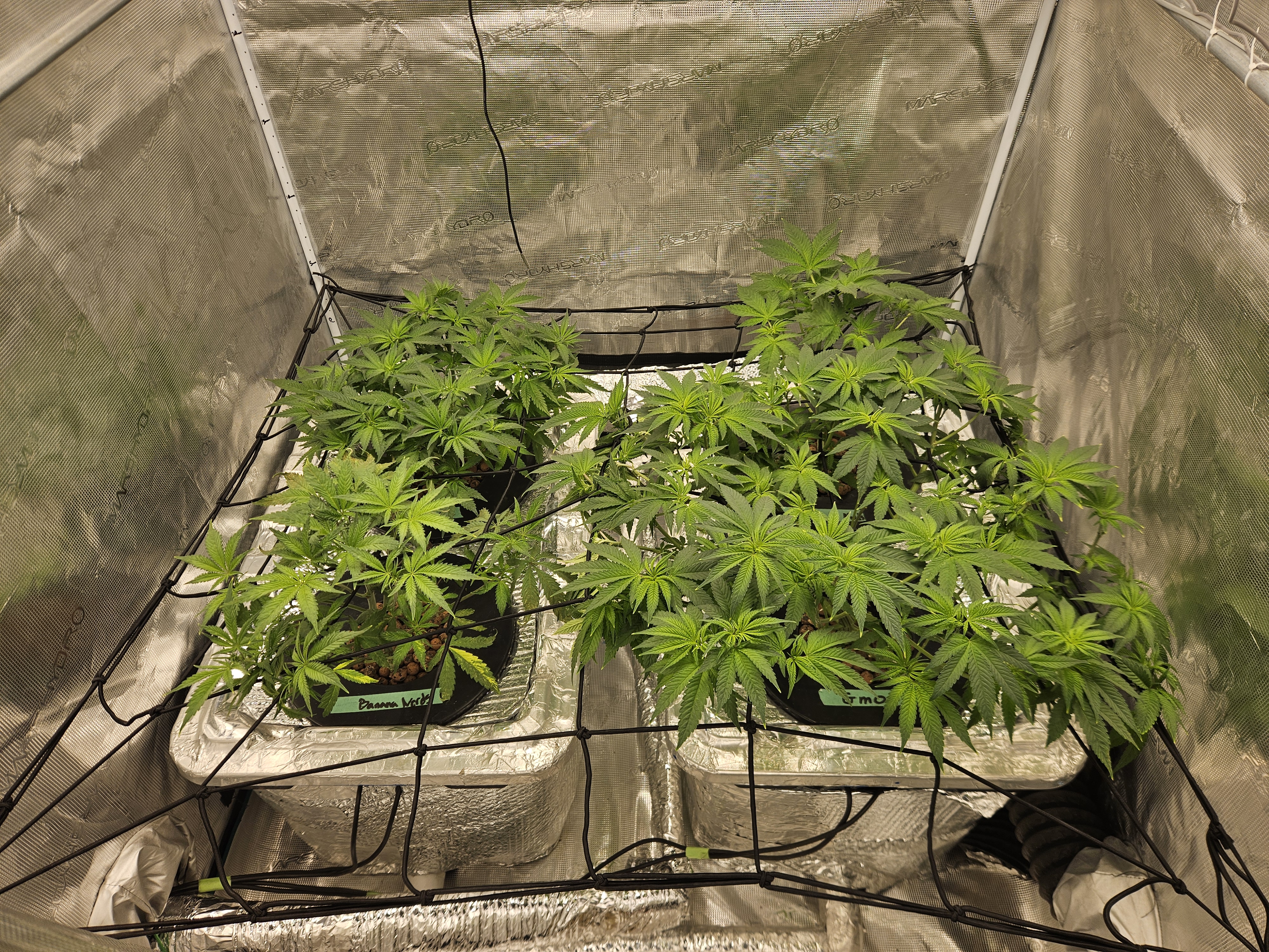 Grow #1 — flower, day 58