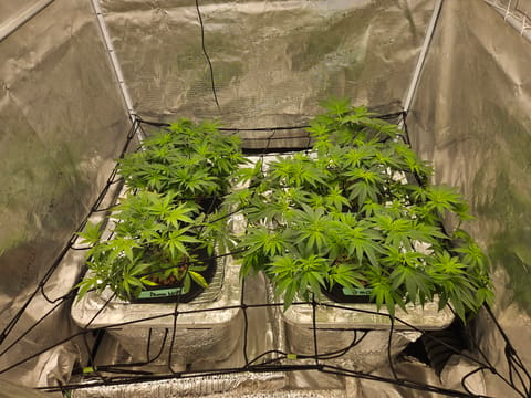 Grow #1 — flower, day 58
