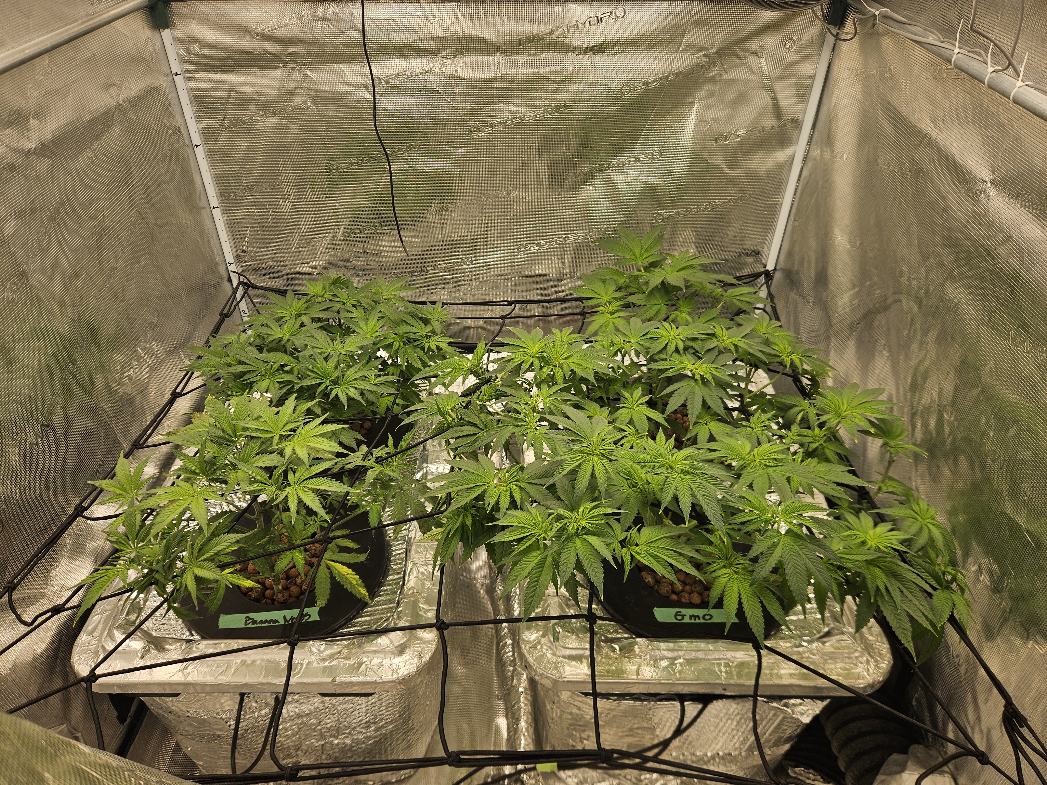 Grow #1 — flower, day 58