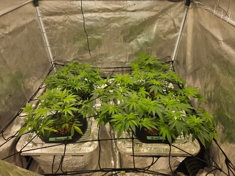 Grow #1 — flower, day 58