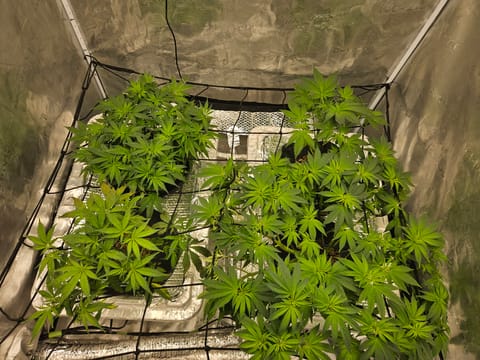 Grow #1 — flower, day 58