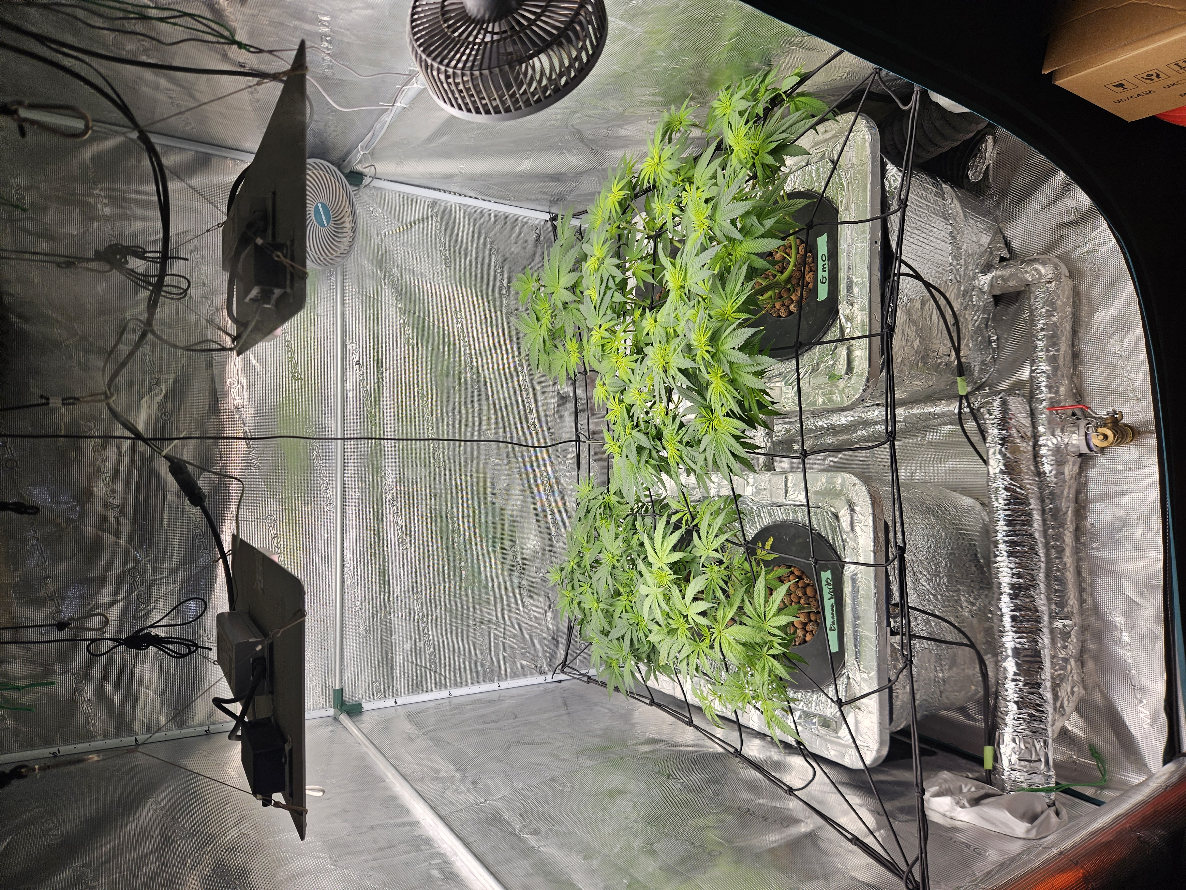 Grow #1 — flower, day 60