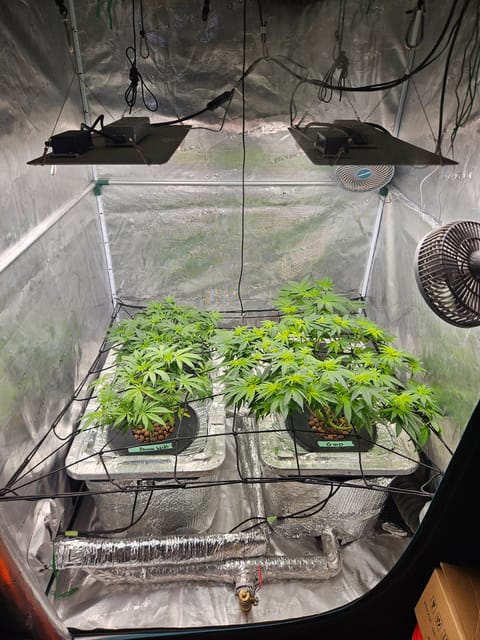 Grow #1 — flower, day 60