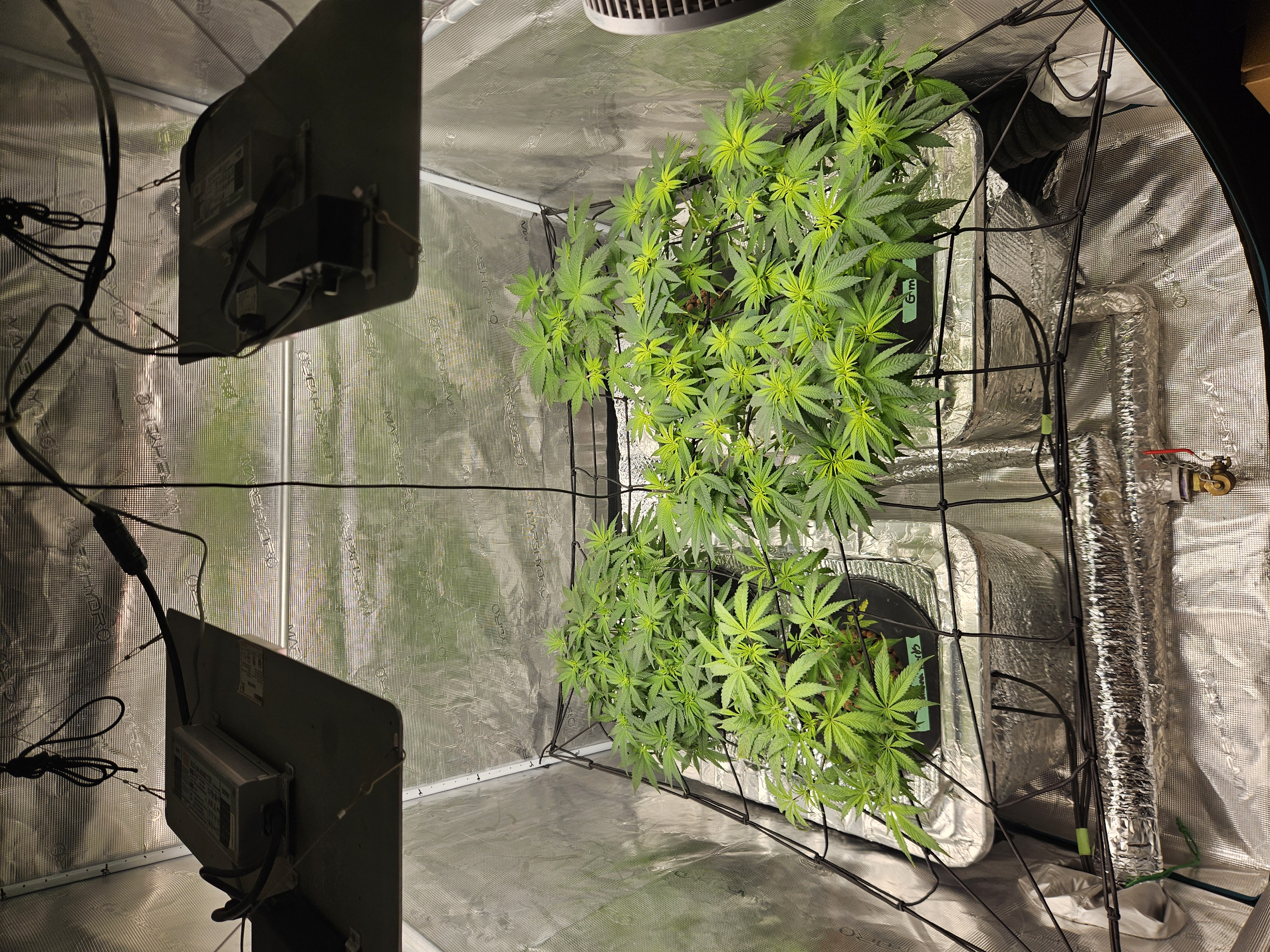 Grow #1 — flower, day 60