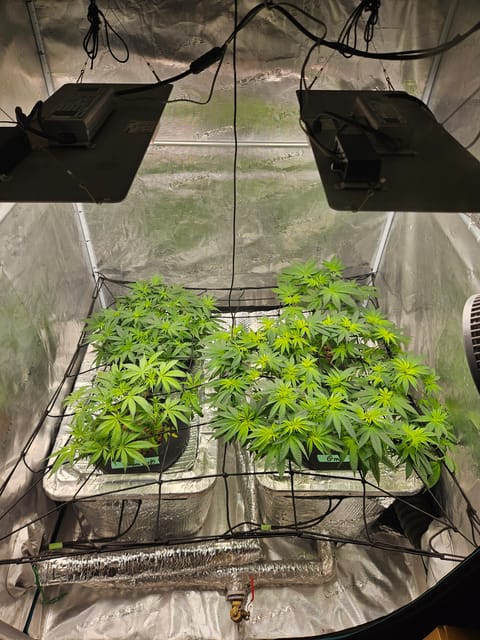 Grow #1 — flower, day 60