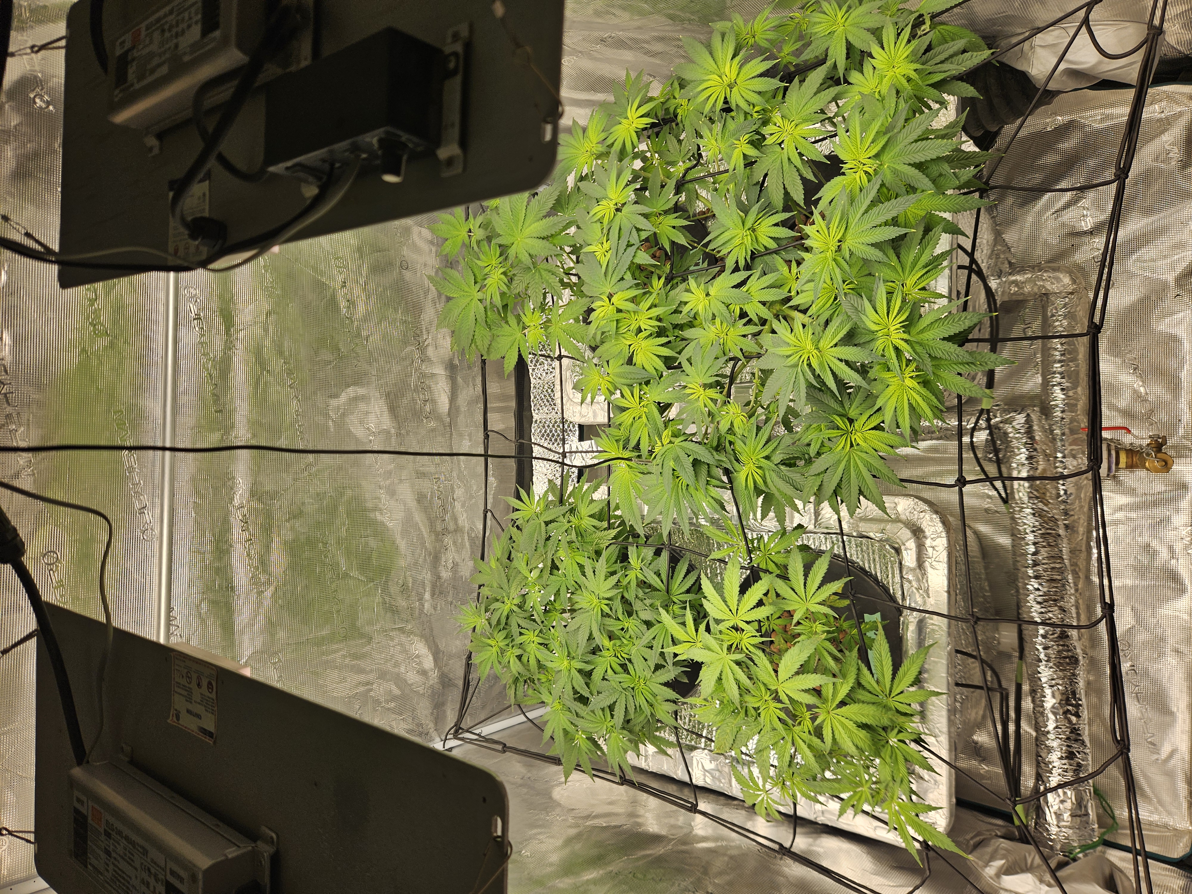 Grow #1 — flower, day 60