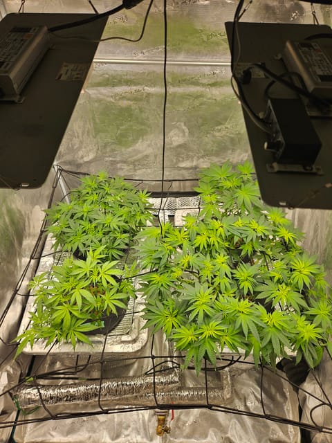 Grow #1 — flower, day 60