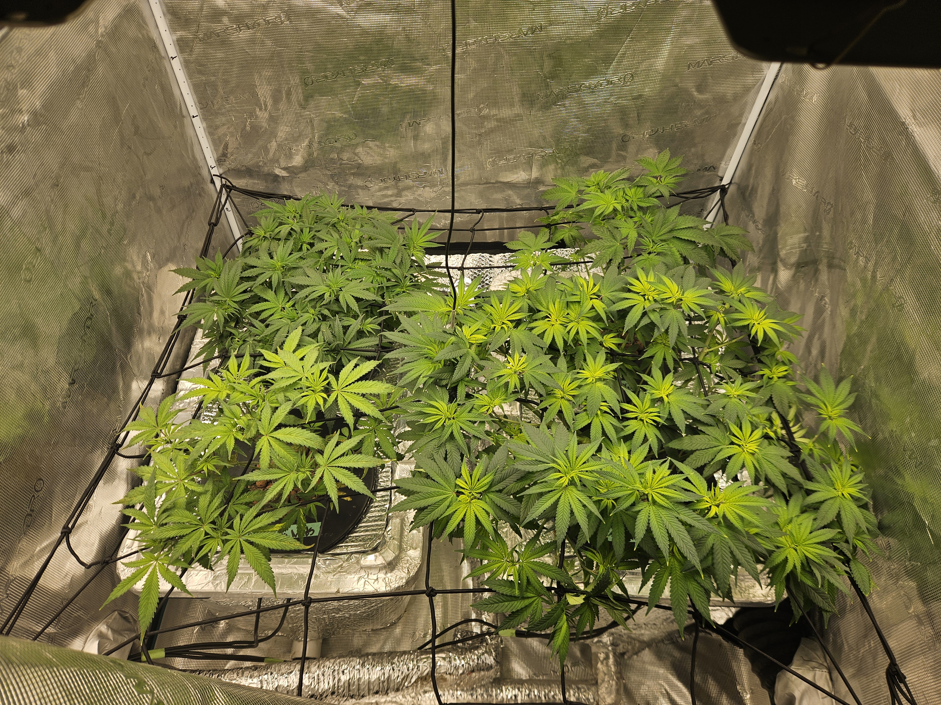 Grow #1 — flower, day 61