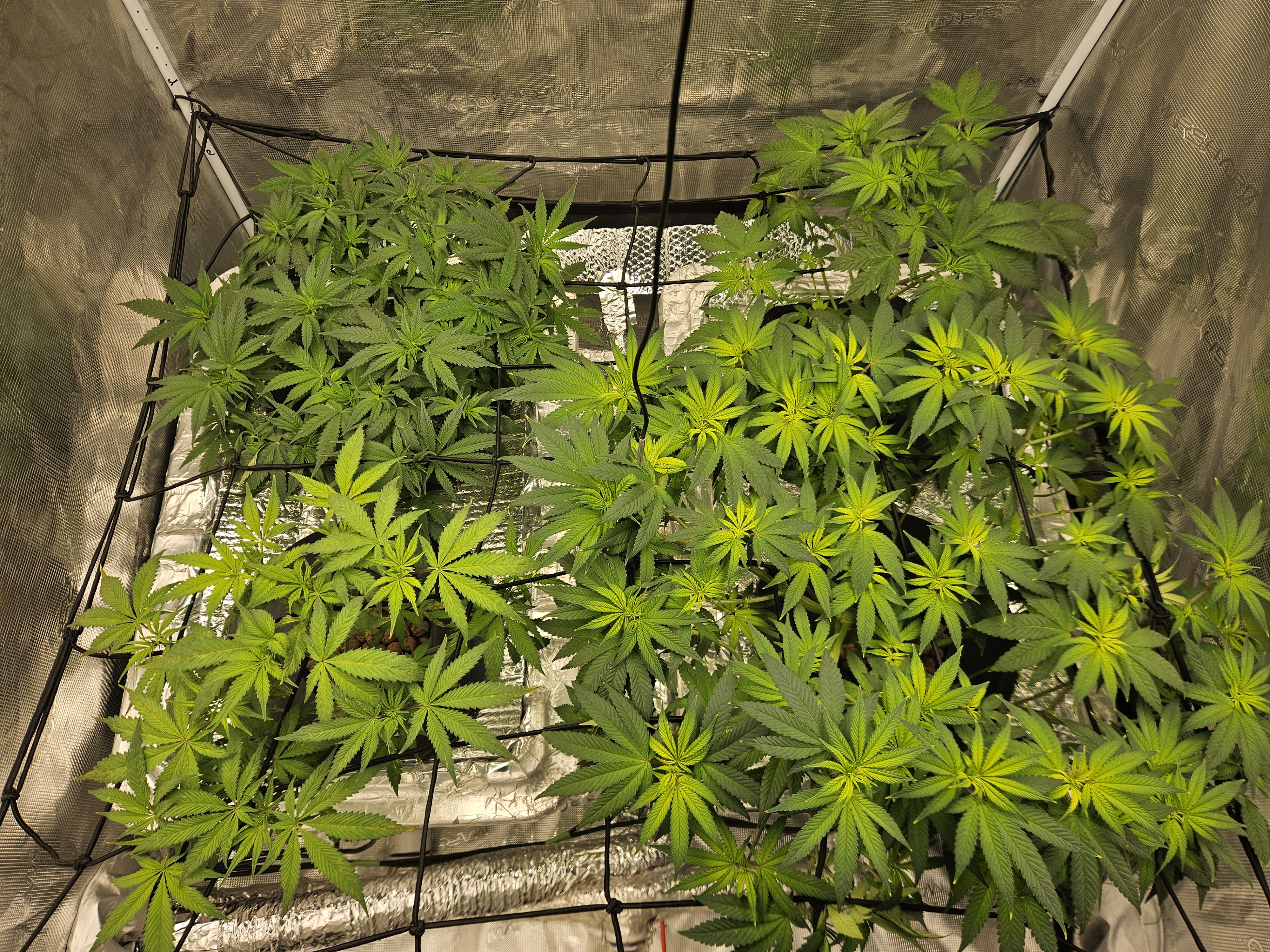 Grow #1 — flower, day 61