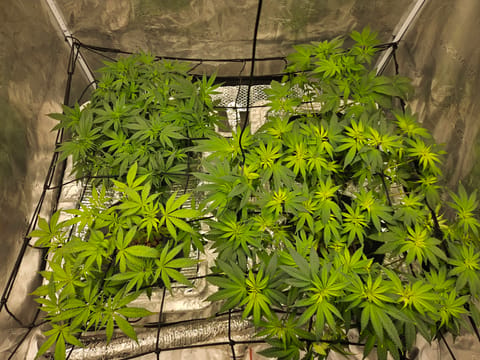 Grow #1 — flower, day 61