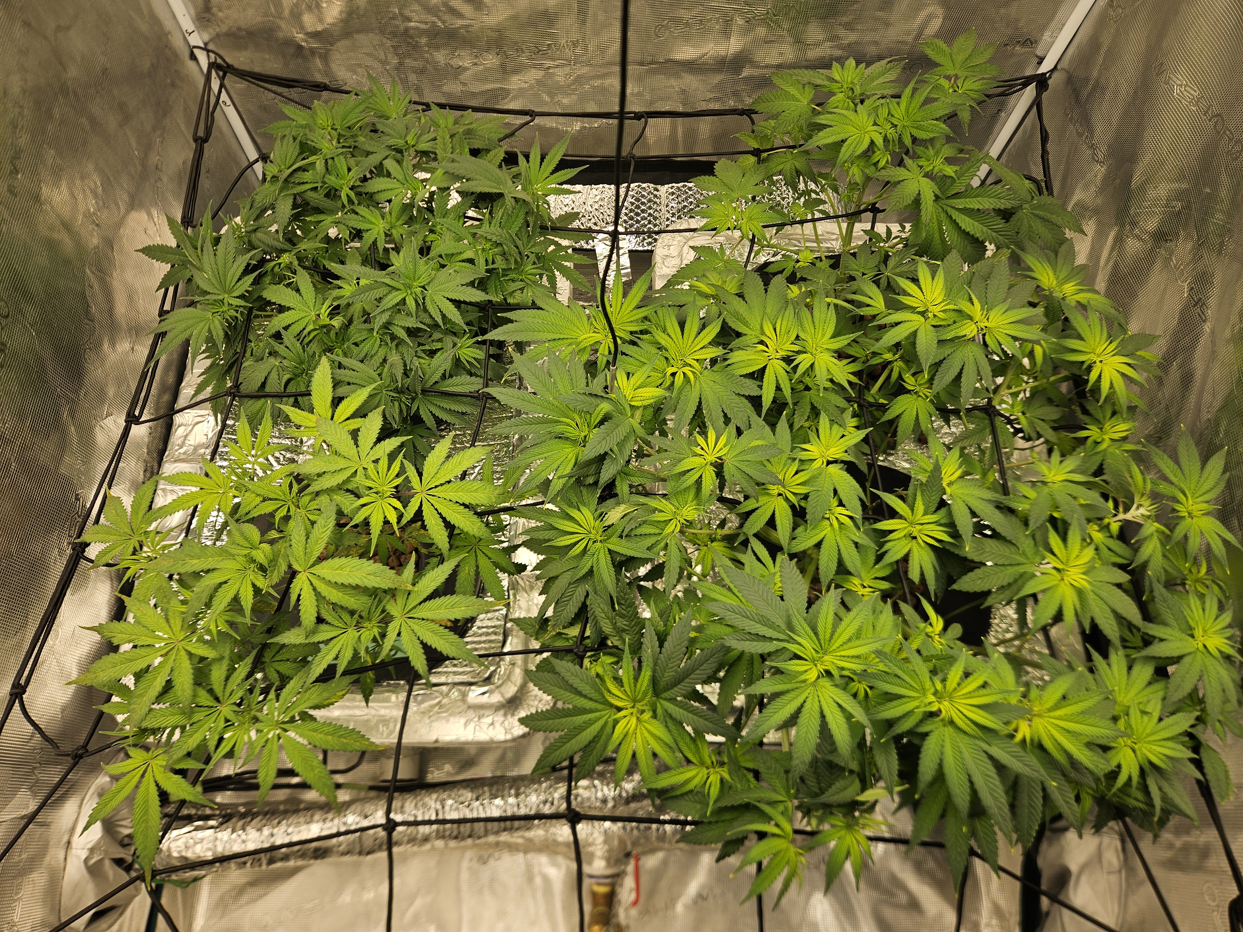 Grow #1 — flower, day 61