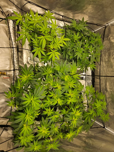Grow #1 — flower, day 61