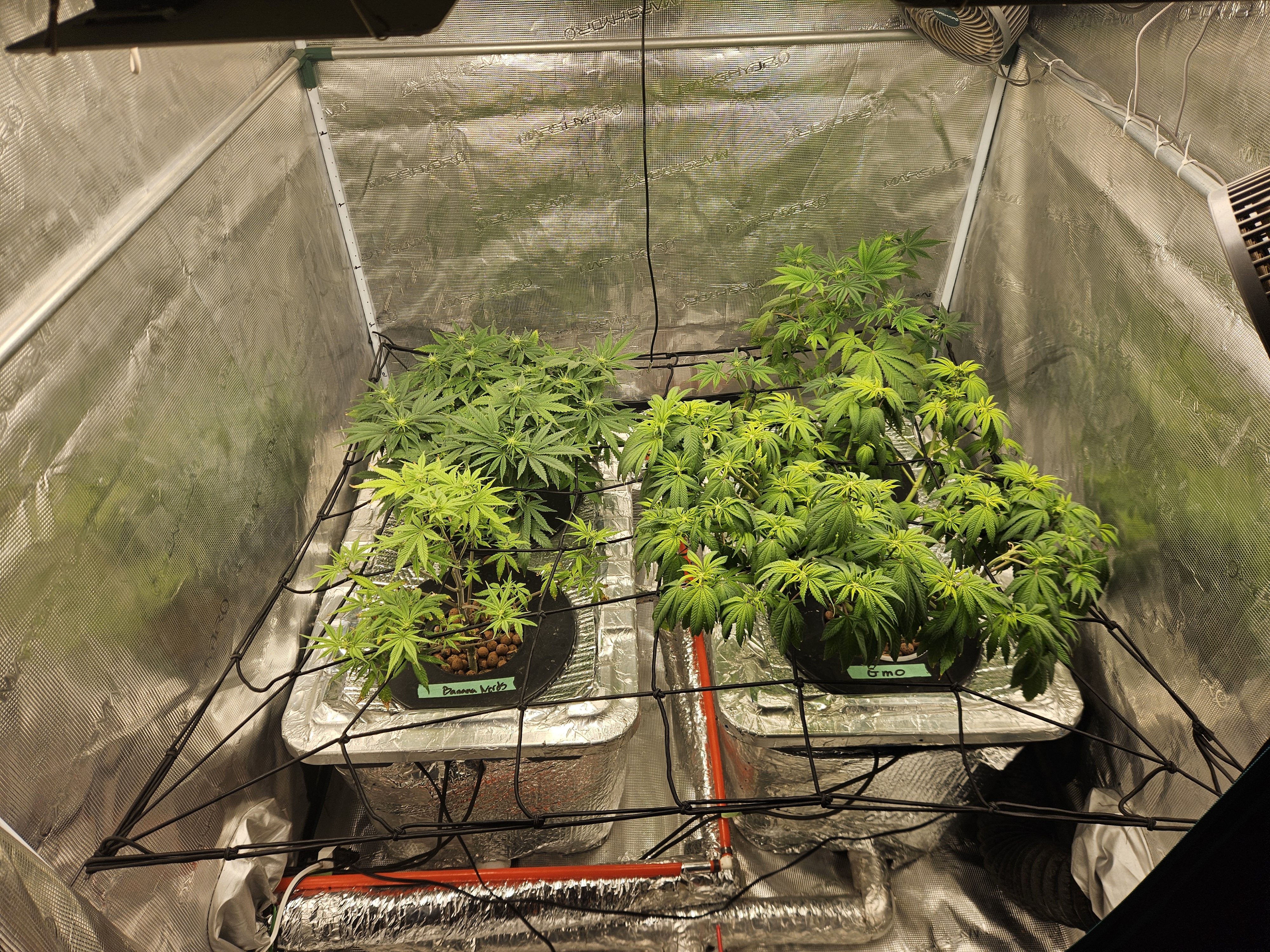 Grow #1 — flower, day 70