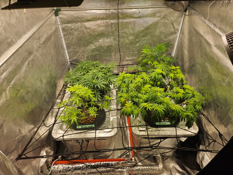 Grow #1 — flower, day 70