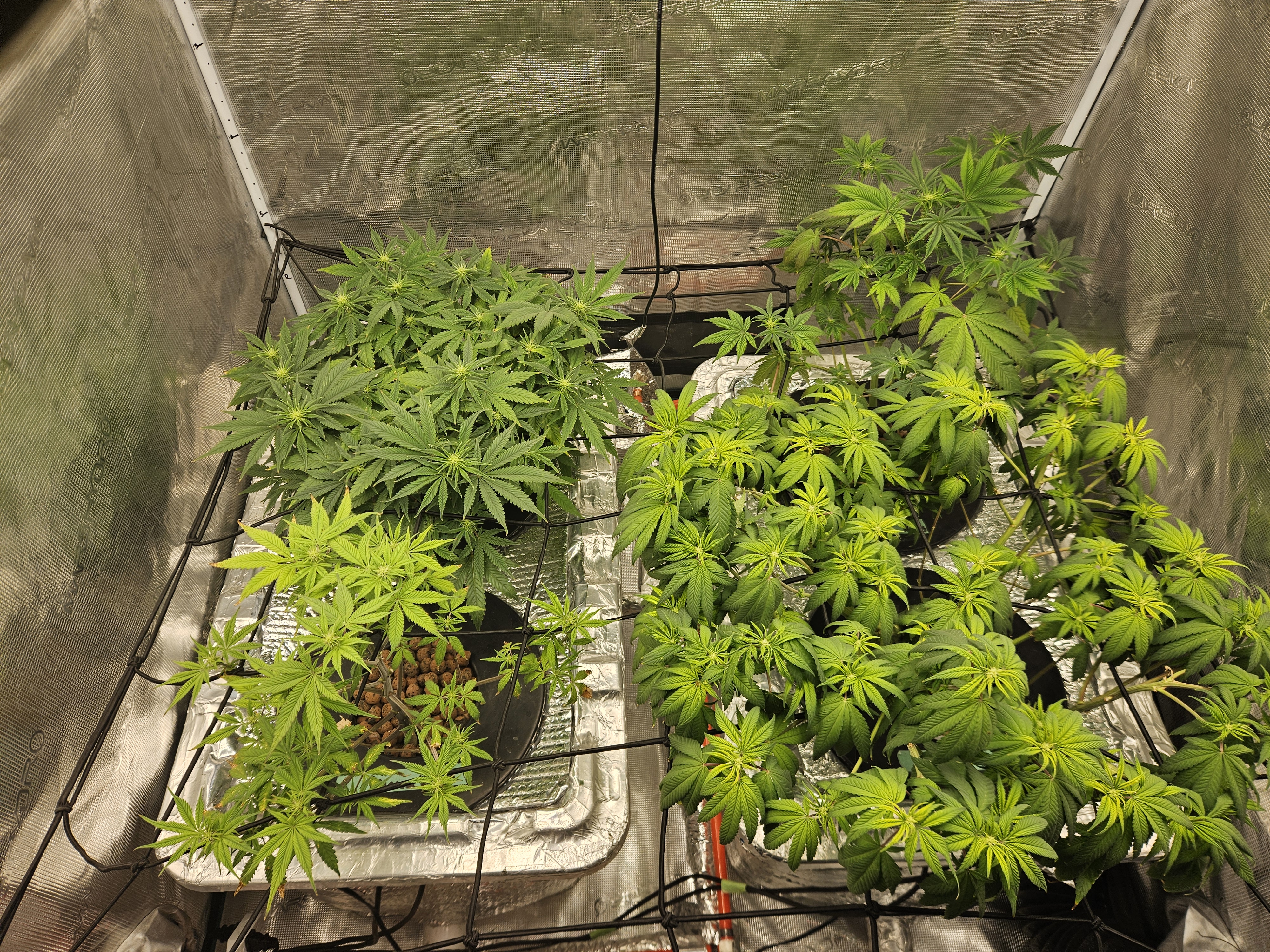 Grow #1 — flower, day 70