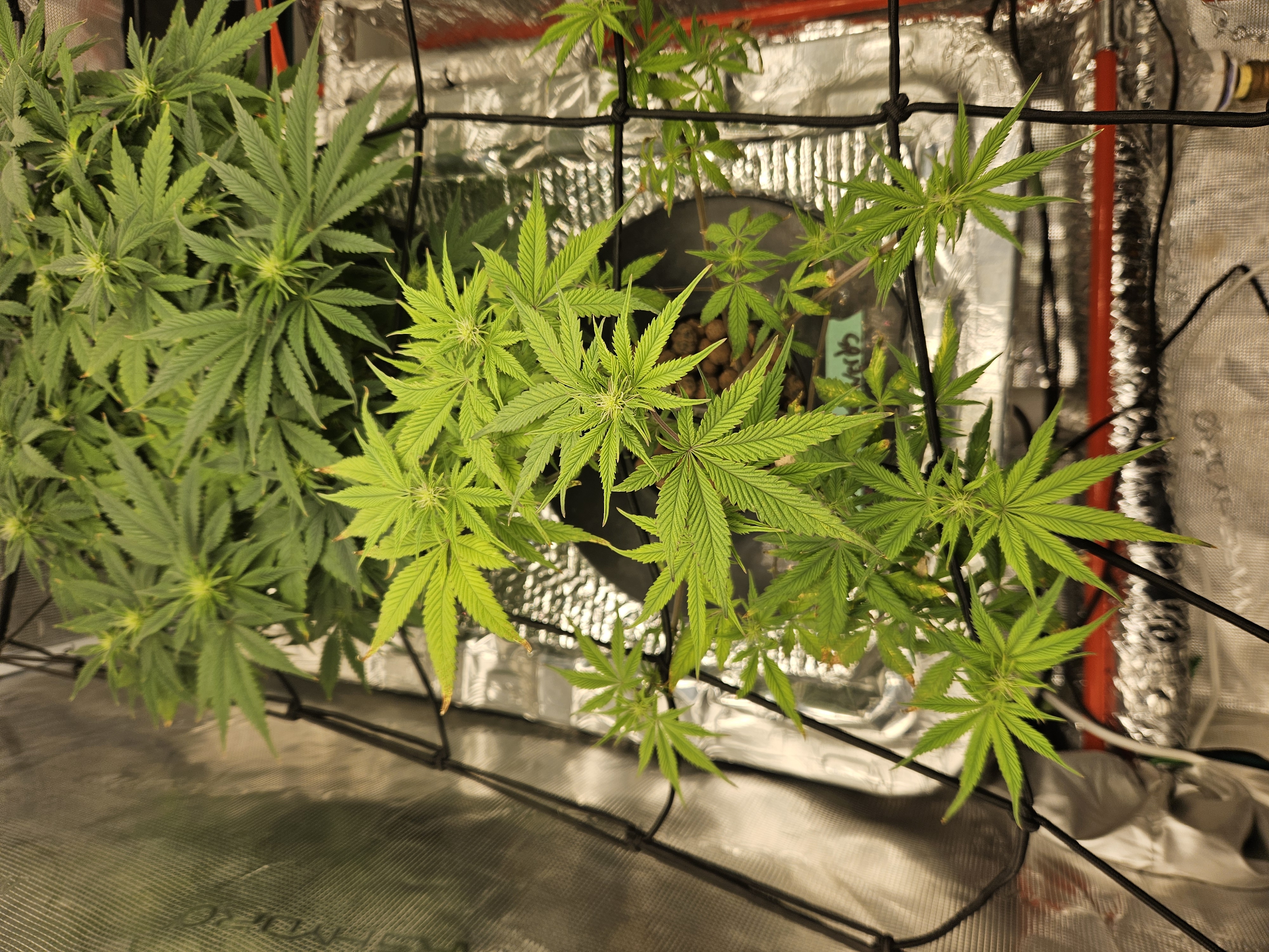 Grow #1 — flower, day 70