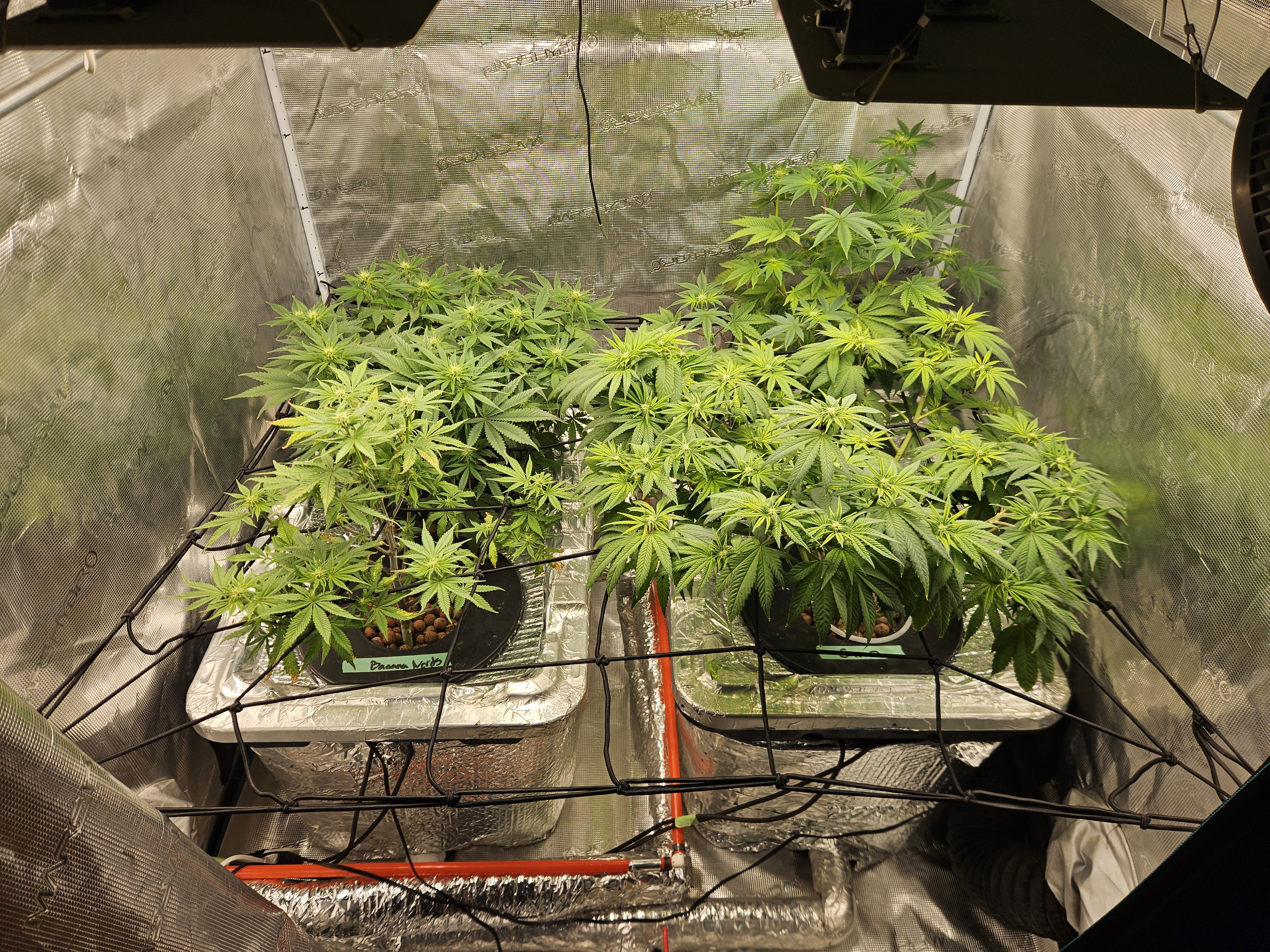 Grow #1 — flower, day 73