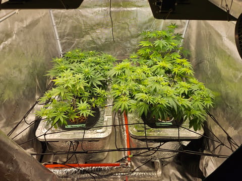 Grow #1 — flower, day 73