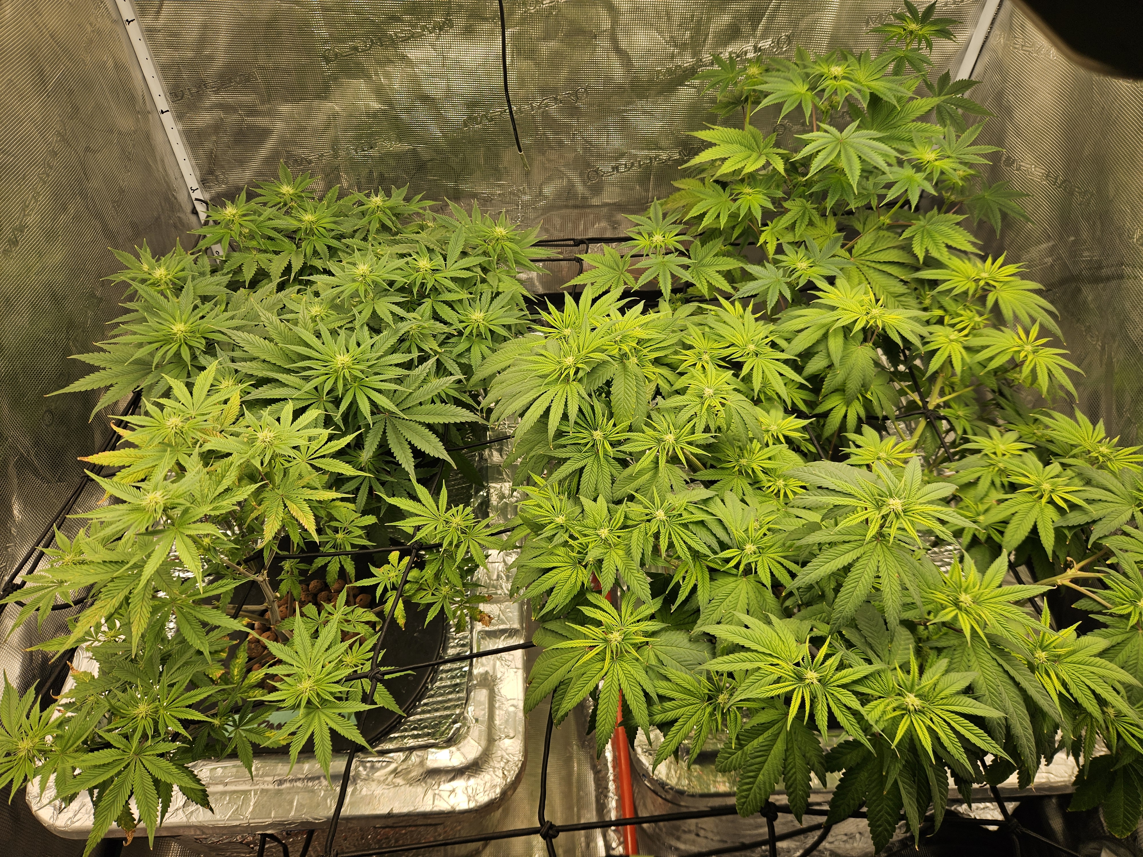 Grow #1 — flower, day 73