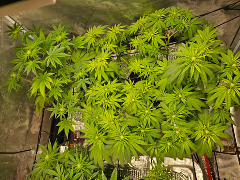 Grow #1 — flower, day 73