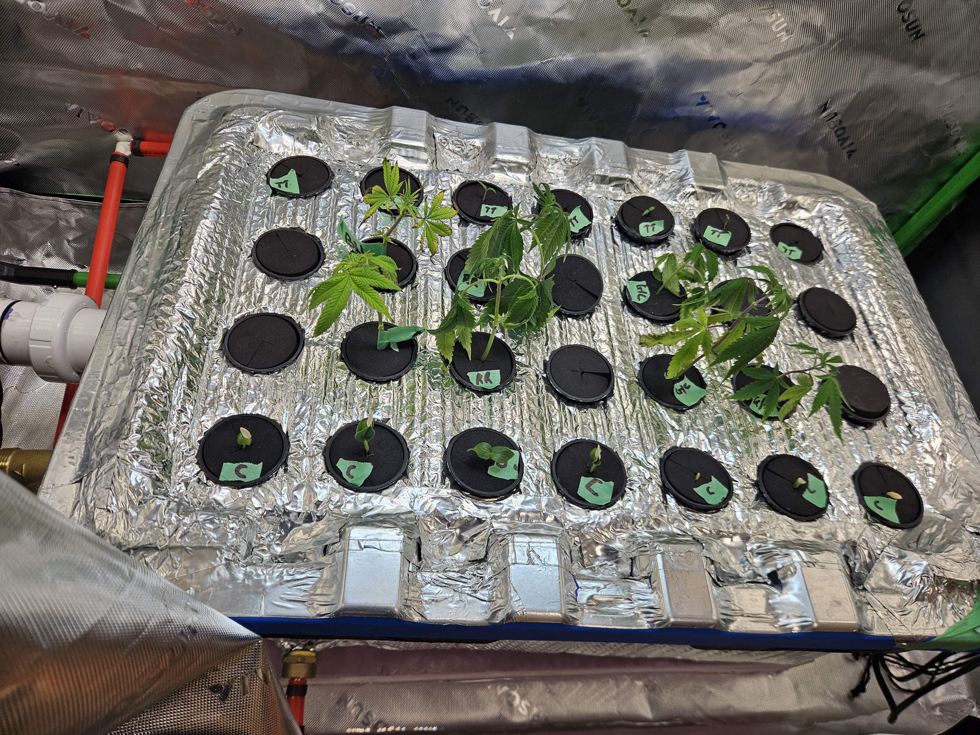 4x2 Veg Tent — seedling_rooting, day 15