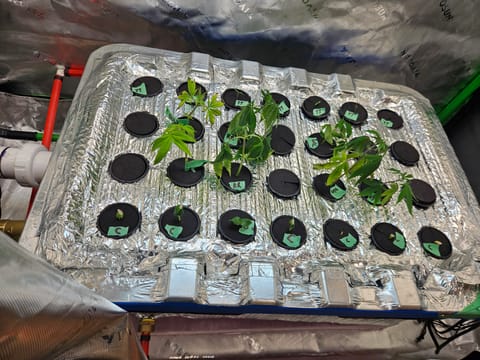 4x2 Veg Tent — seedling_rooting, day 15