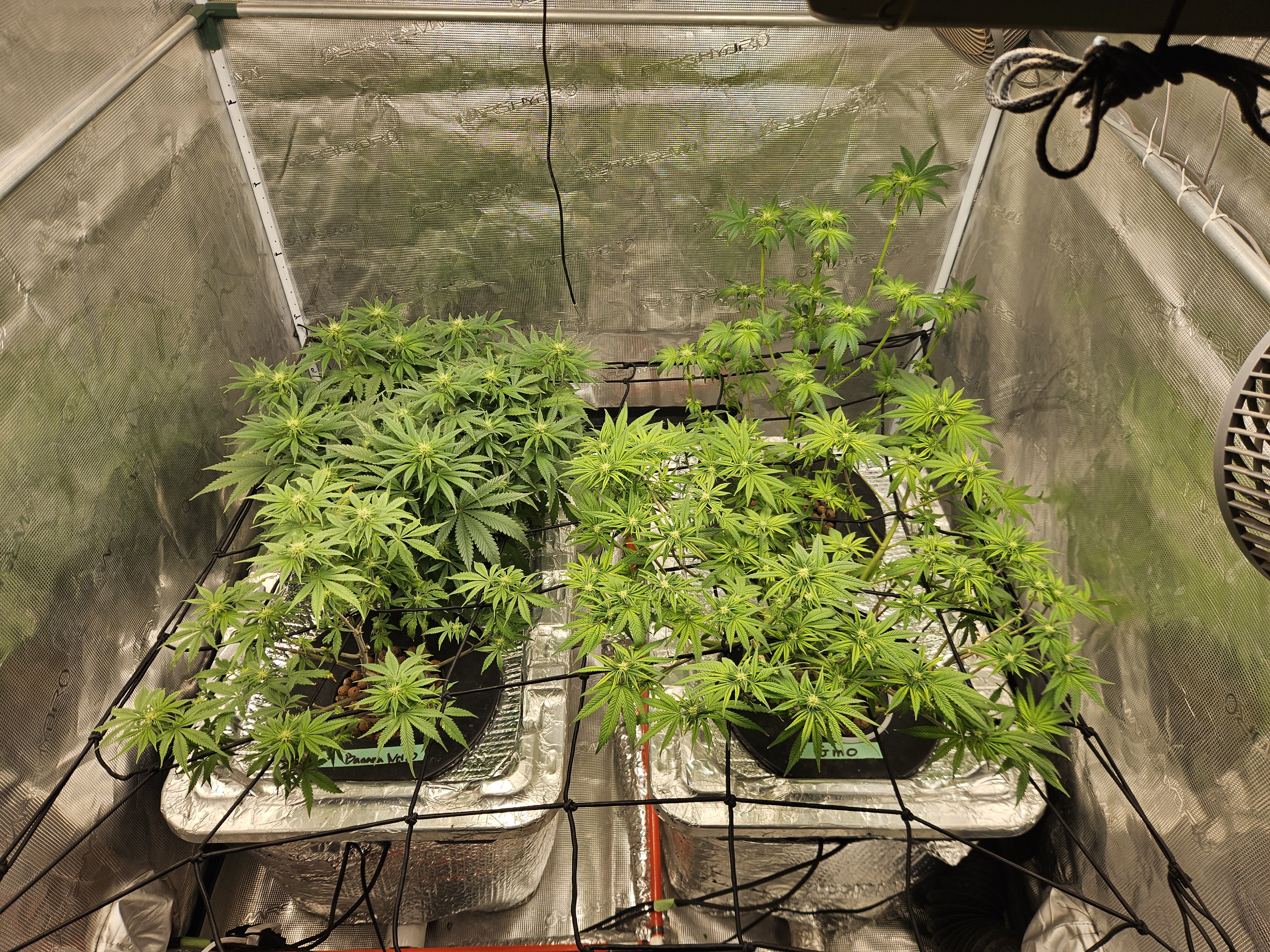 Grow #1 — flower, day 75