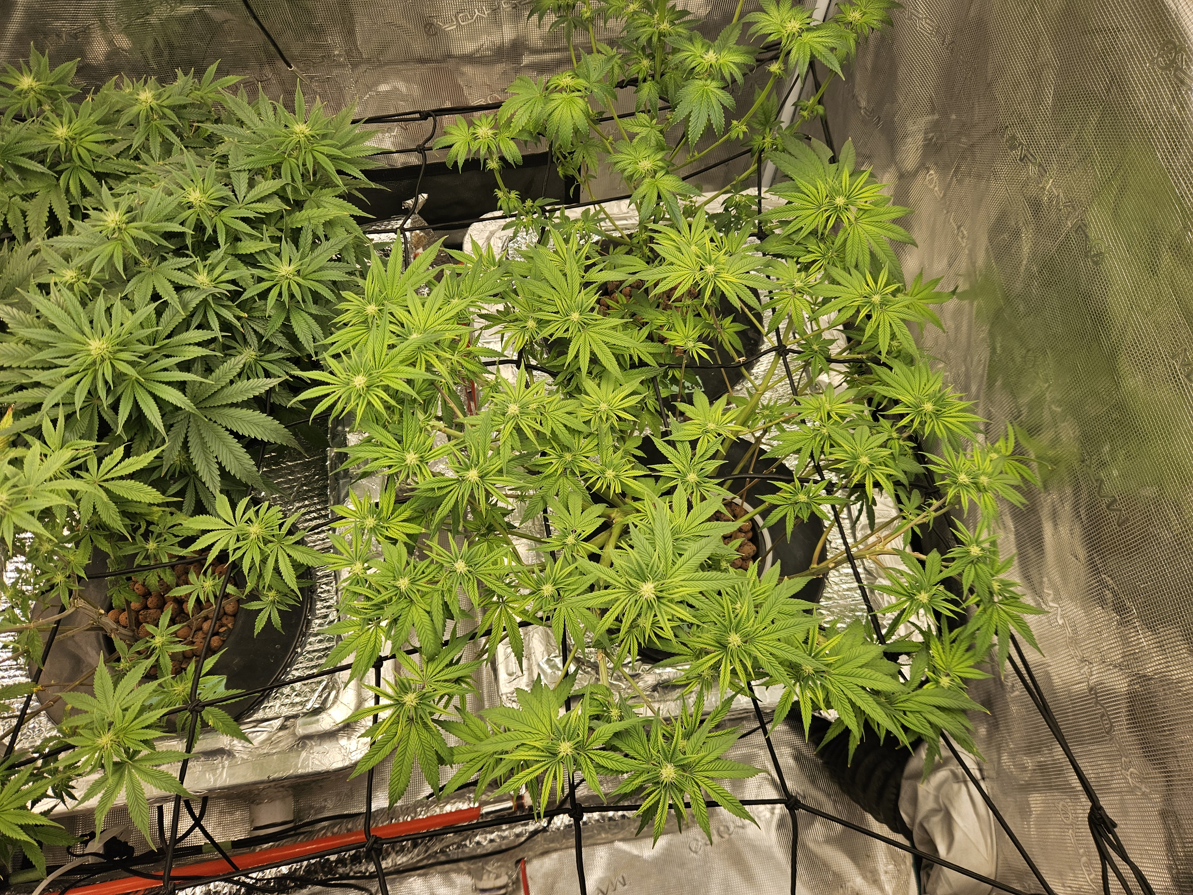 Grow #1 — flower, day 75