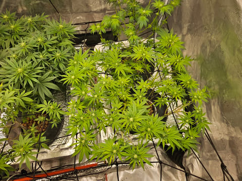 Grow #1 — flower, day 75