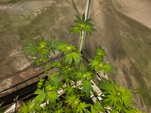 Grow #1 — flower, day 75