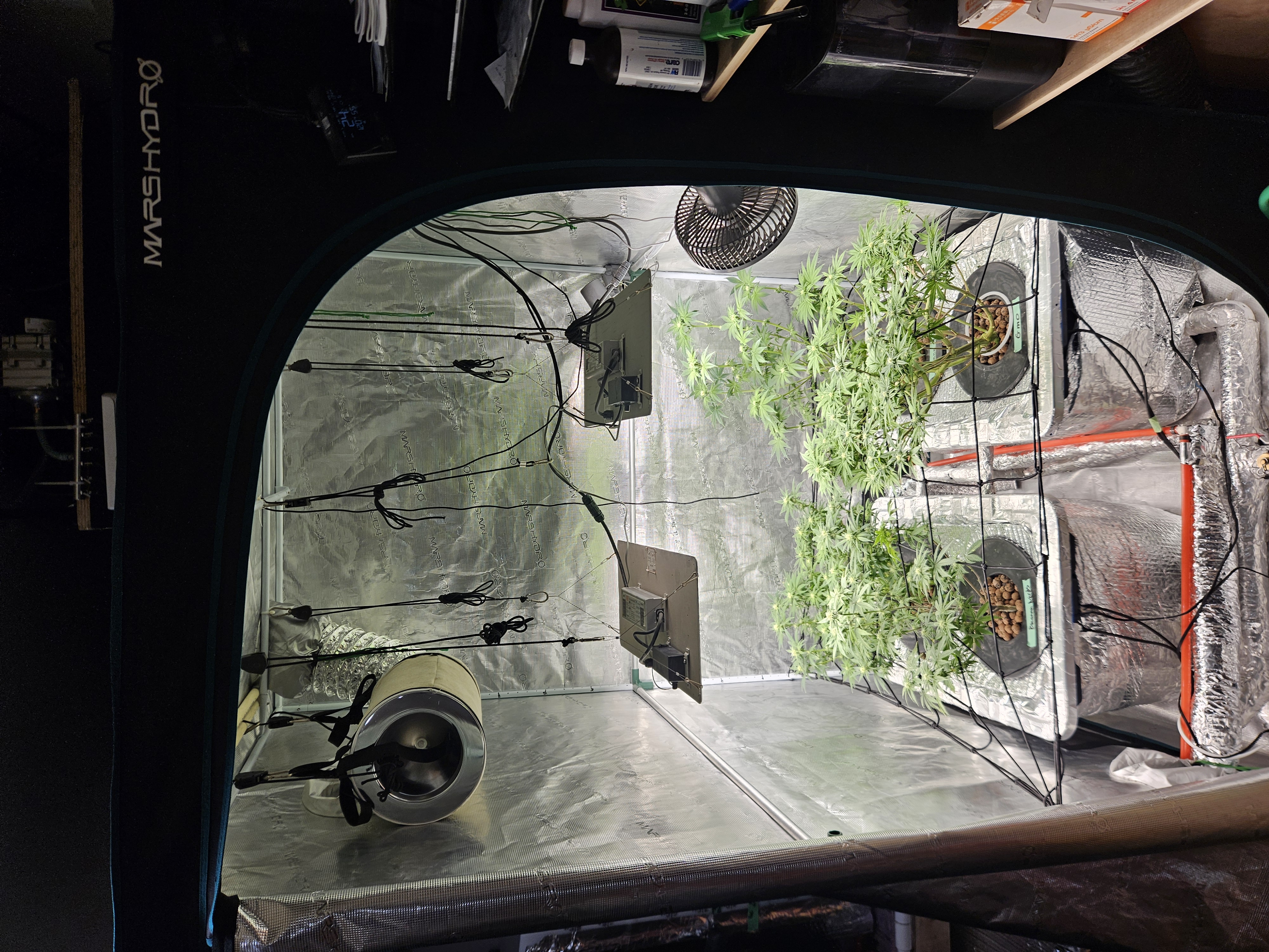 Grow #1 — flower, day 76