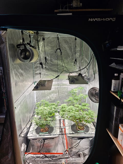 Grow #1 — flower, day 76
