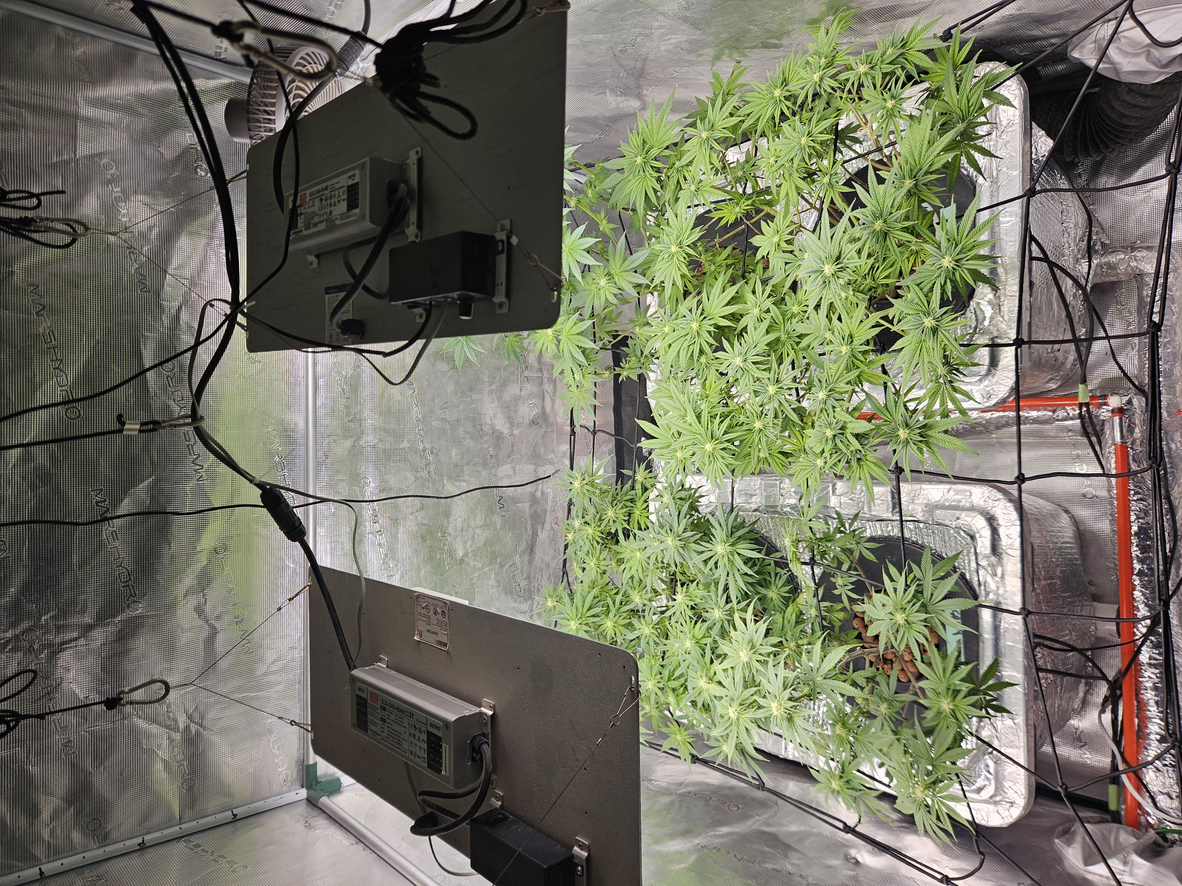 Grow #1 — flower, day 76