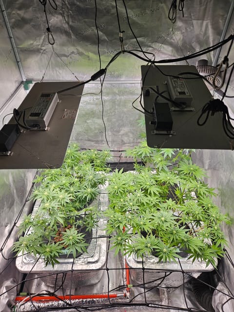 Grow #1 — flower, day 76