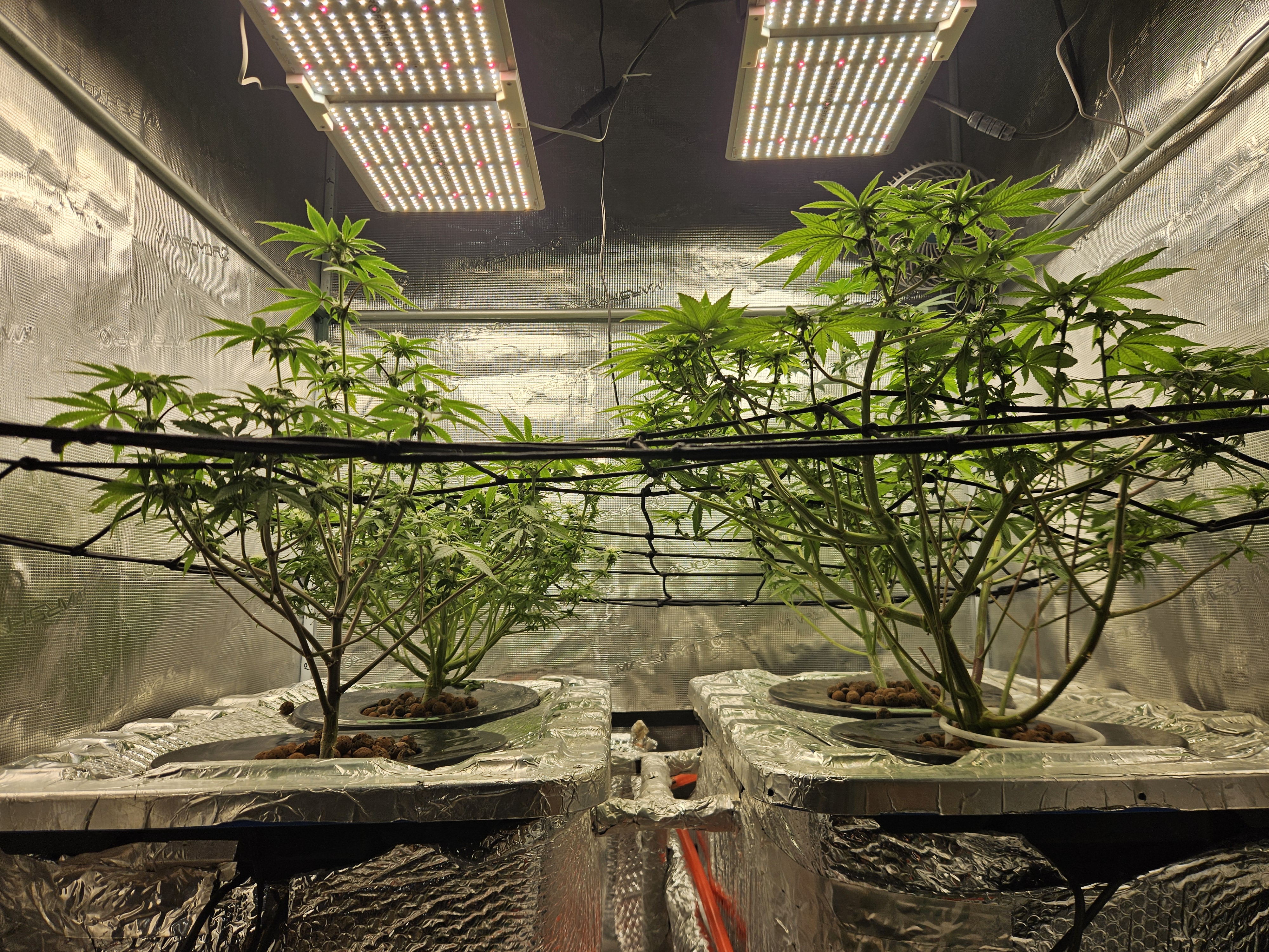 Grow #1 — flower, day 76