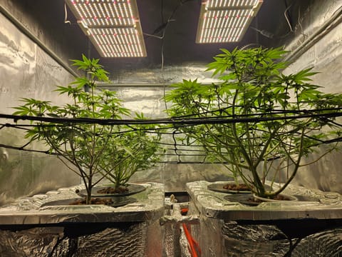 Grow #1 — flower, day 76