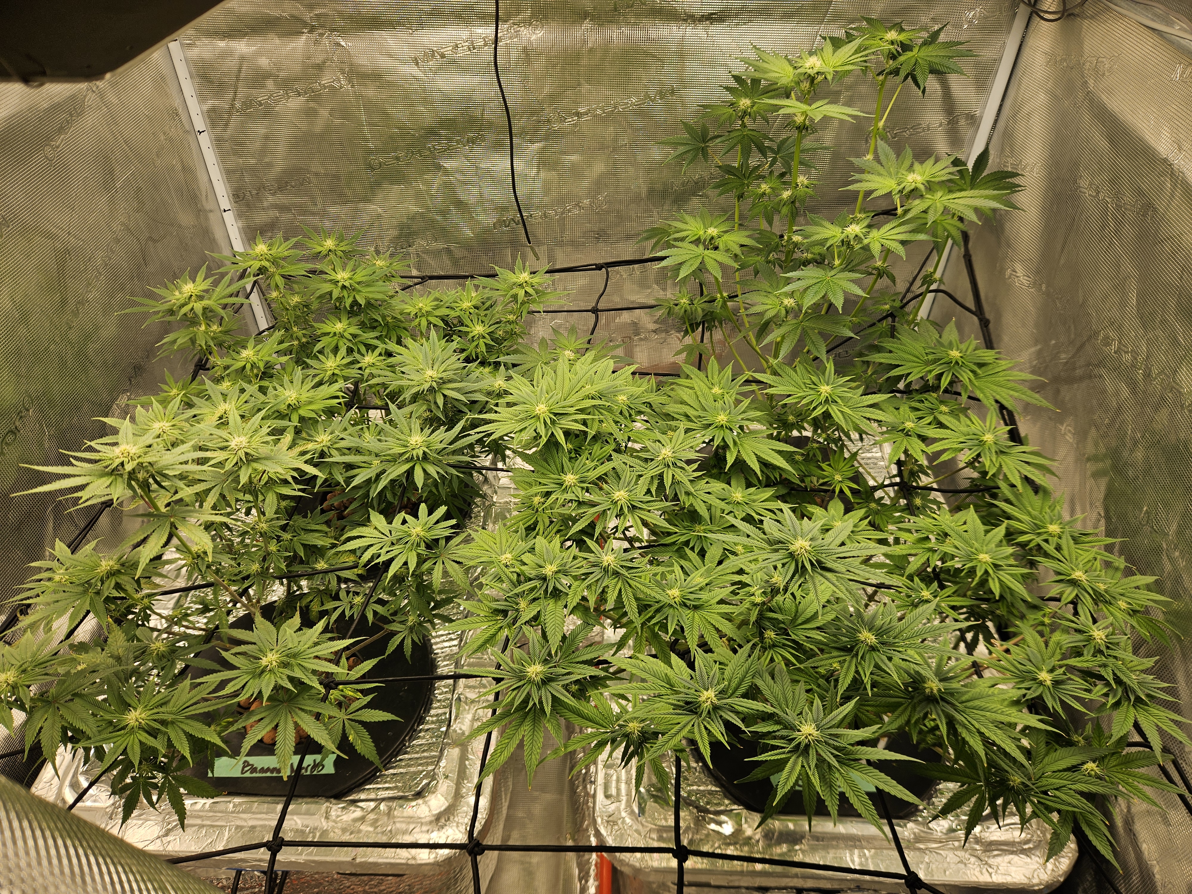 Grow #1 — flower, day 77