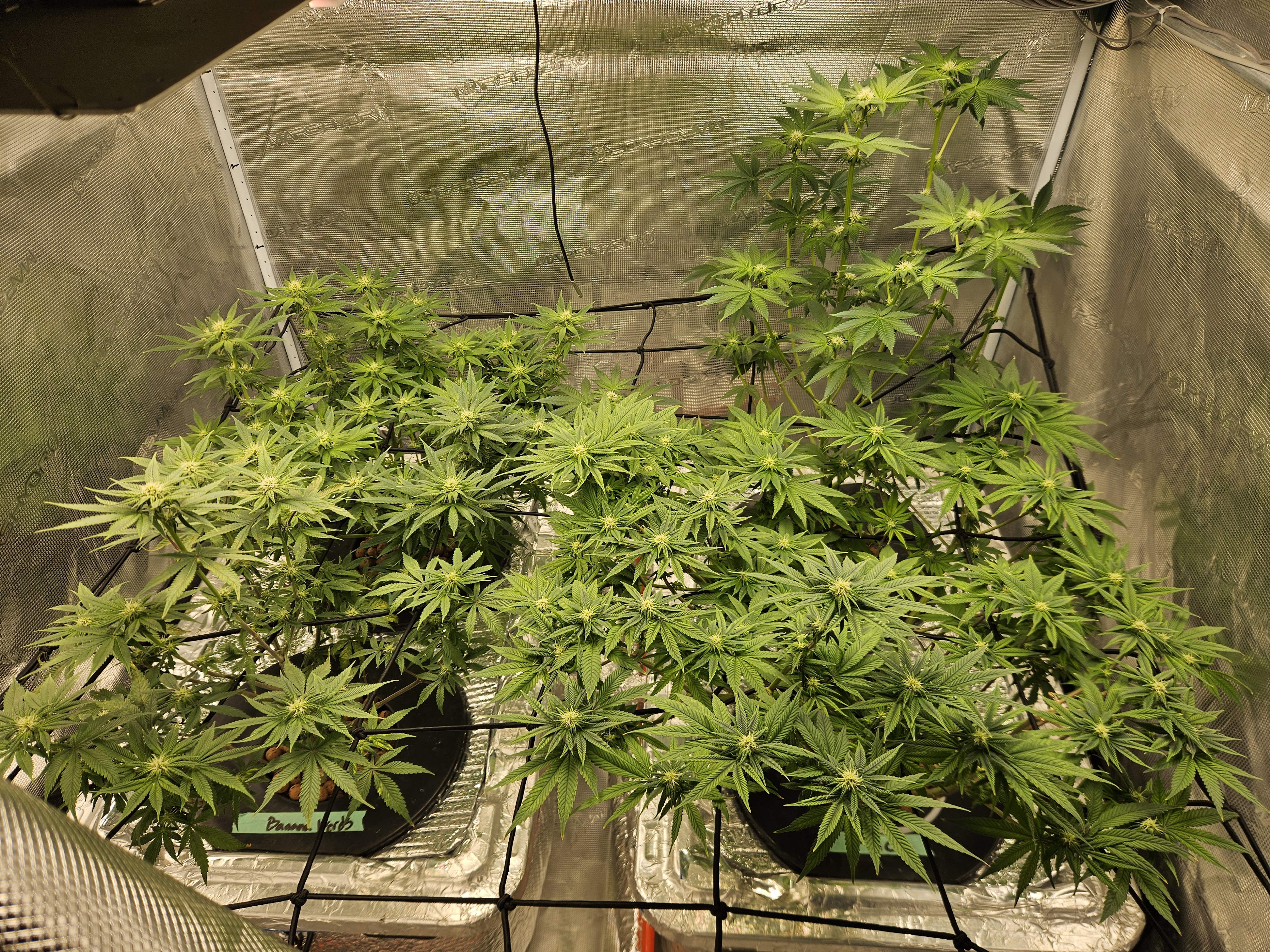 Grow #1 — flower, day 77