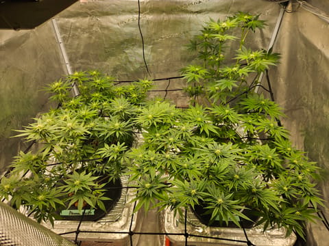 Grow #1 — flower, day 77