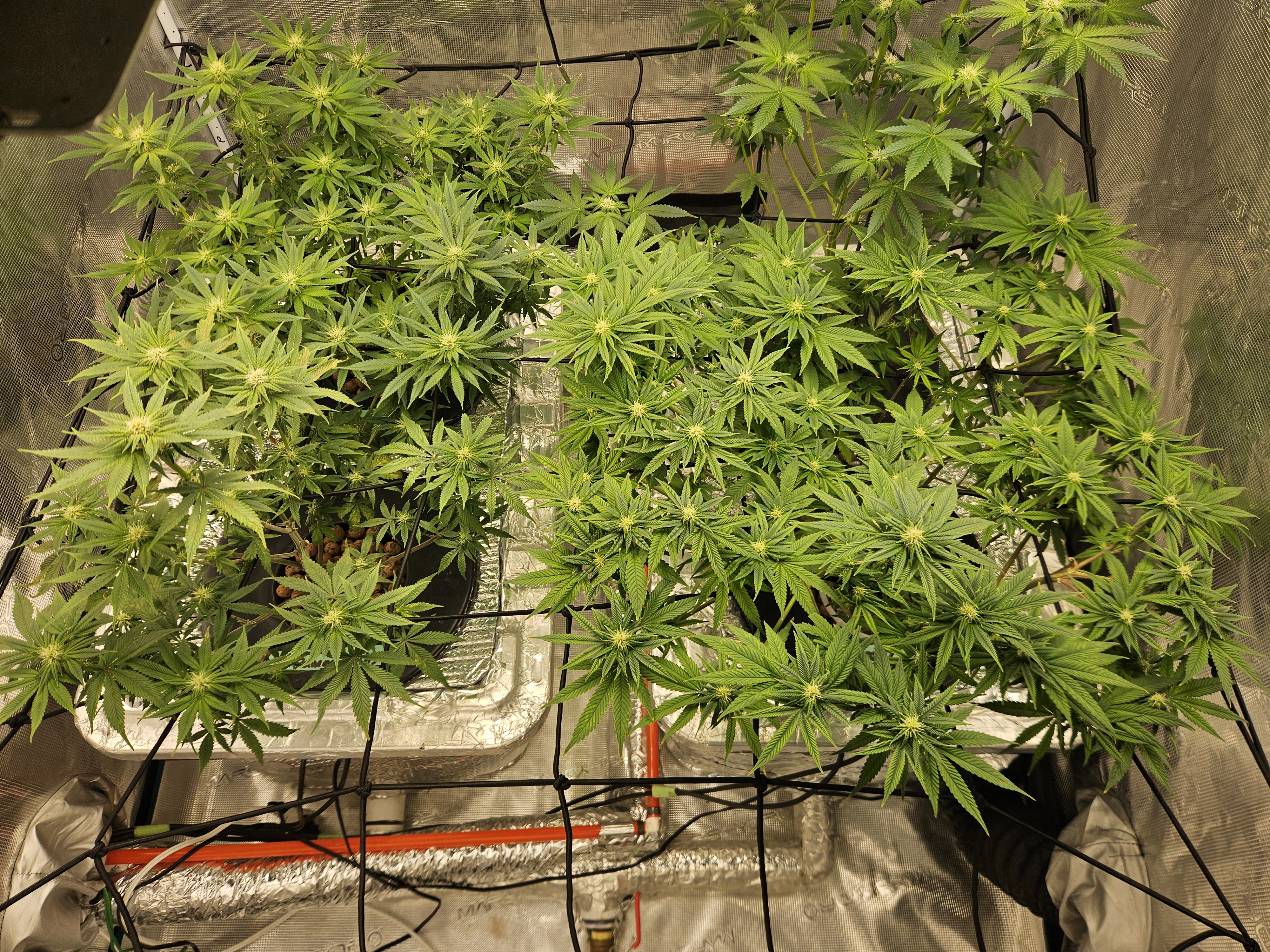 Grow #1 — flower, day 77