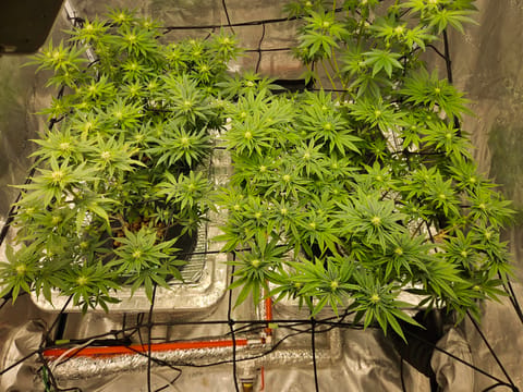 Grow #1 — flower, day 77
