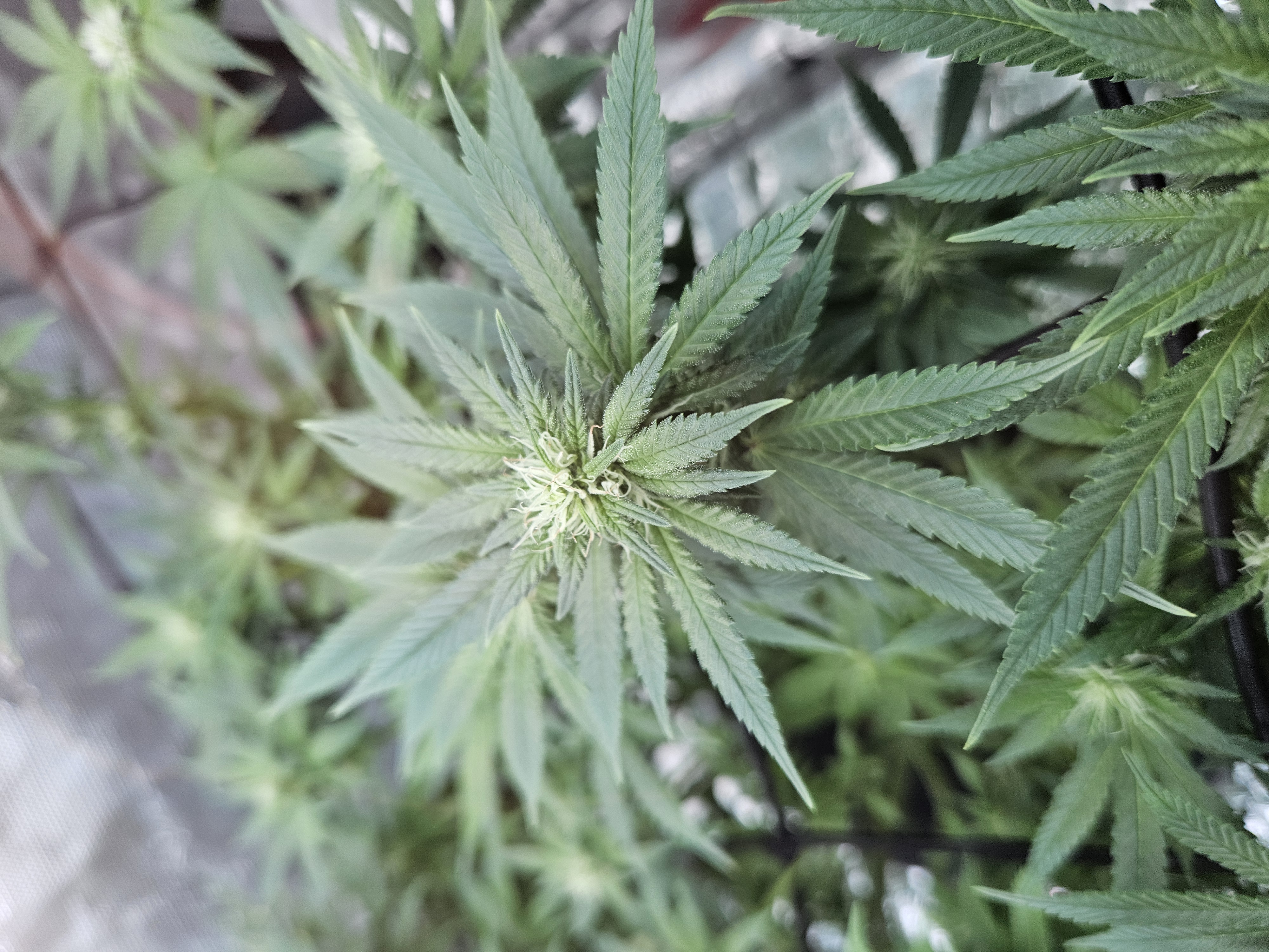 Grow #1 — flower, day 78